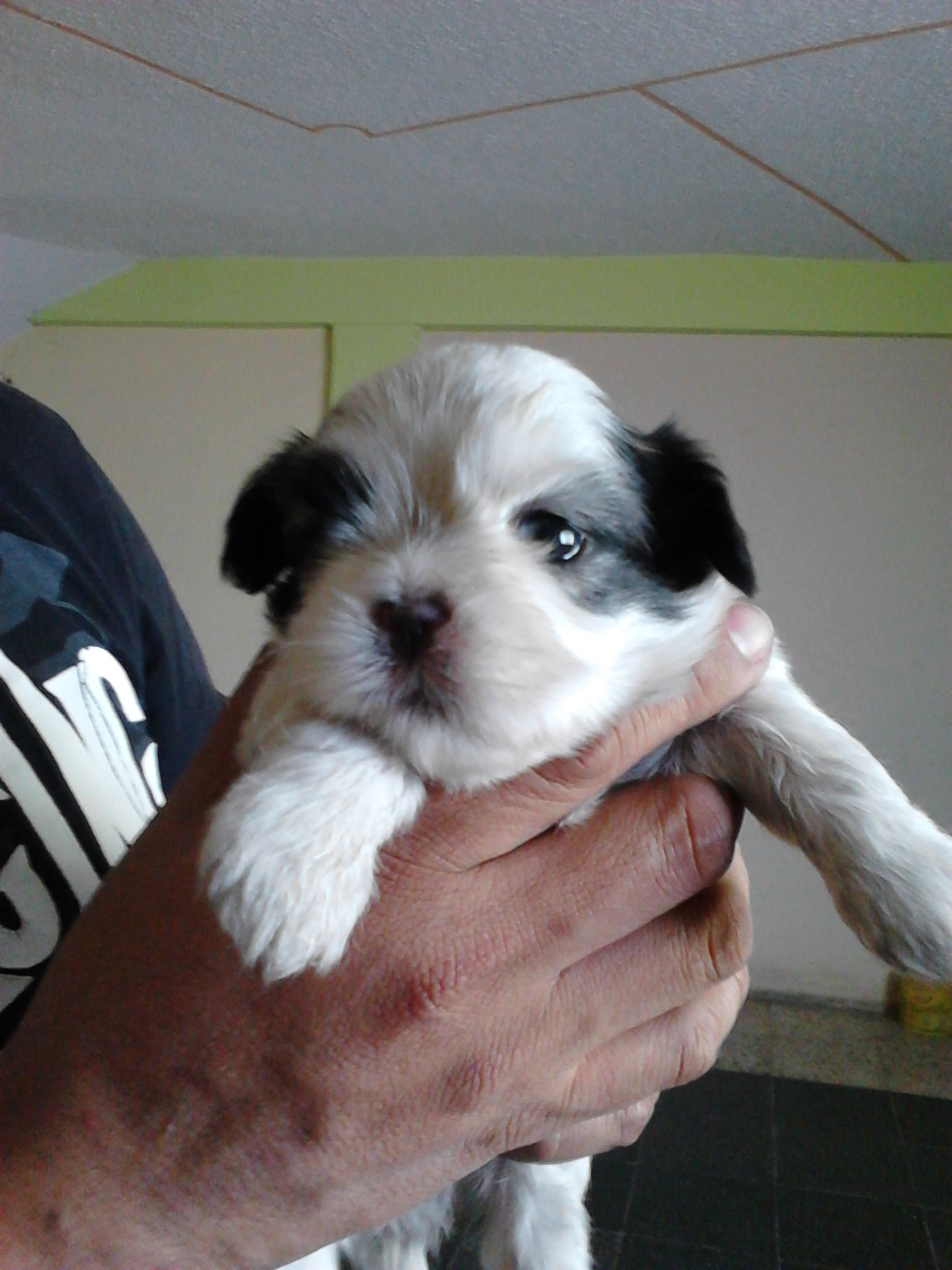 Hundenamen Männlich Mit A Bohrer Werft auteur Krankheit Zweck Bardan