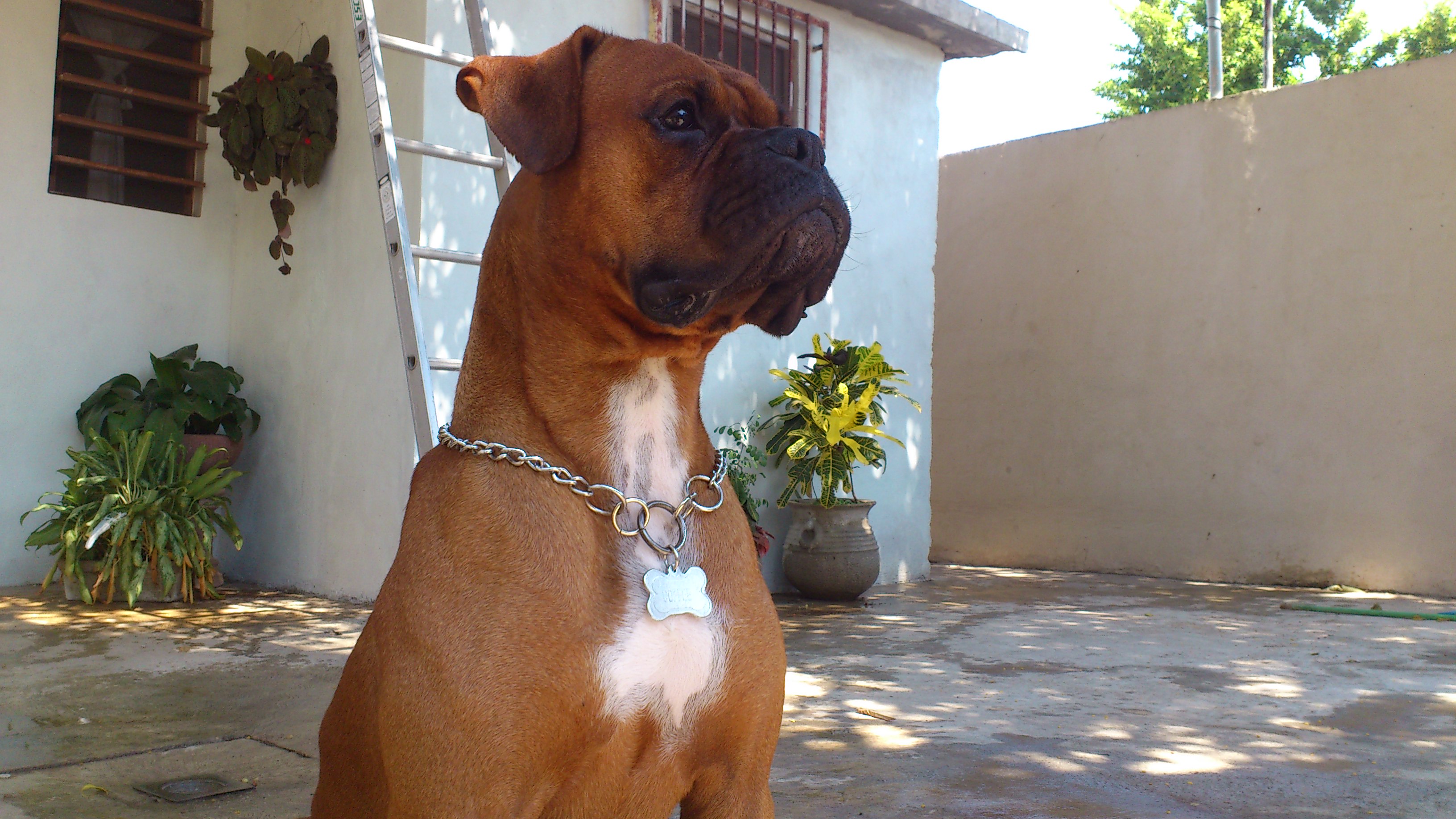 Hundenamen 1000 Namen, wie Sie Ihren Hund nennen können