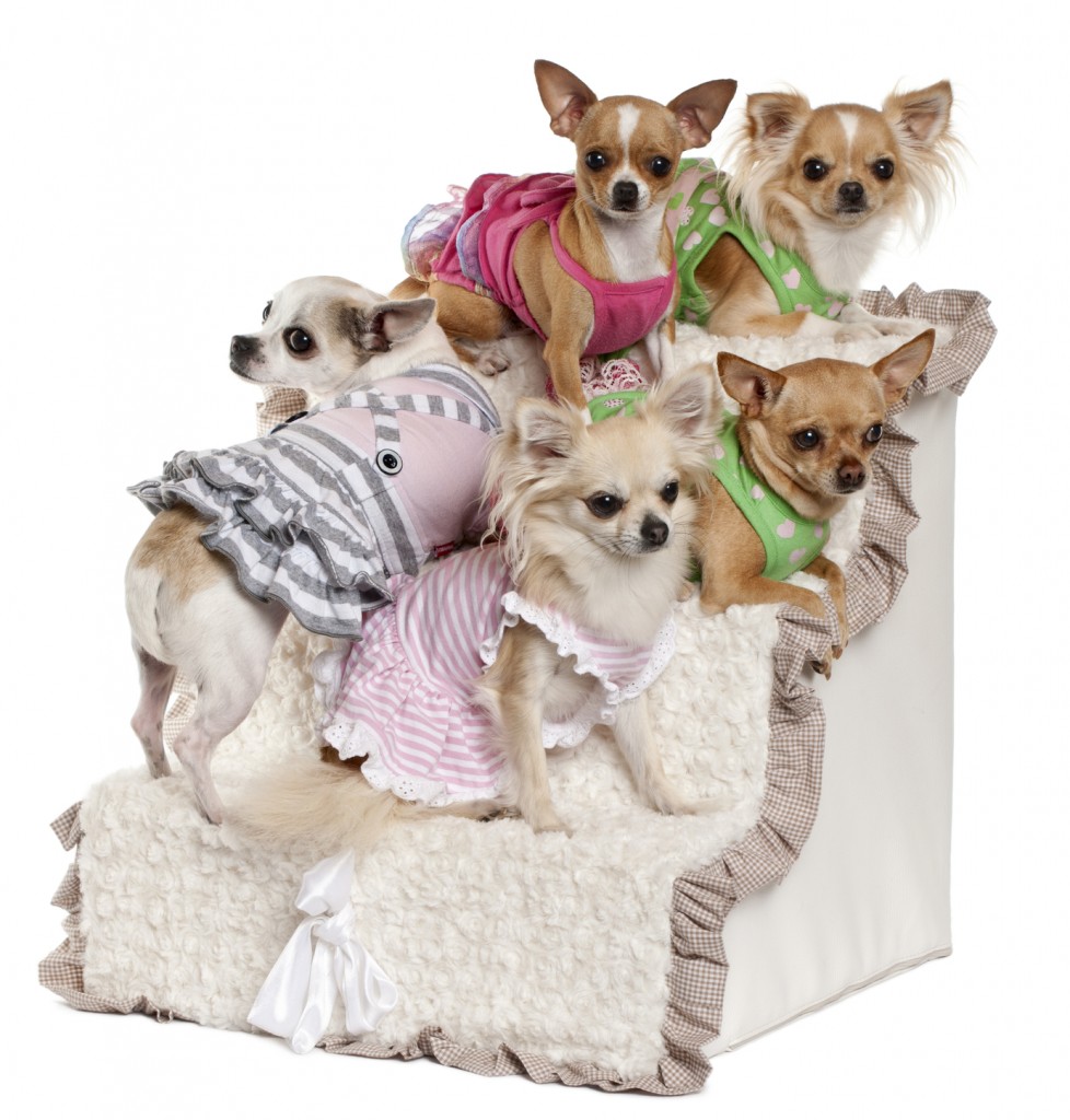 chihuahua