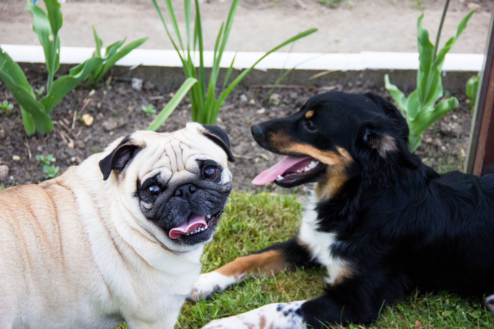 Hundenamen 1000 Namen, wie Sie Ihren Hund nennen können