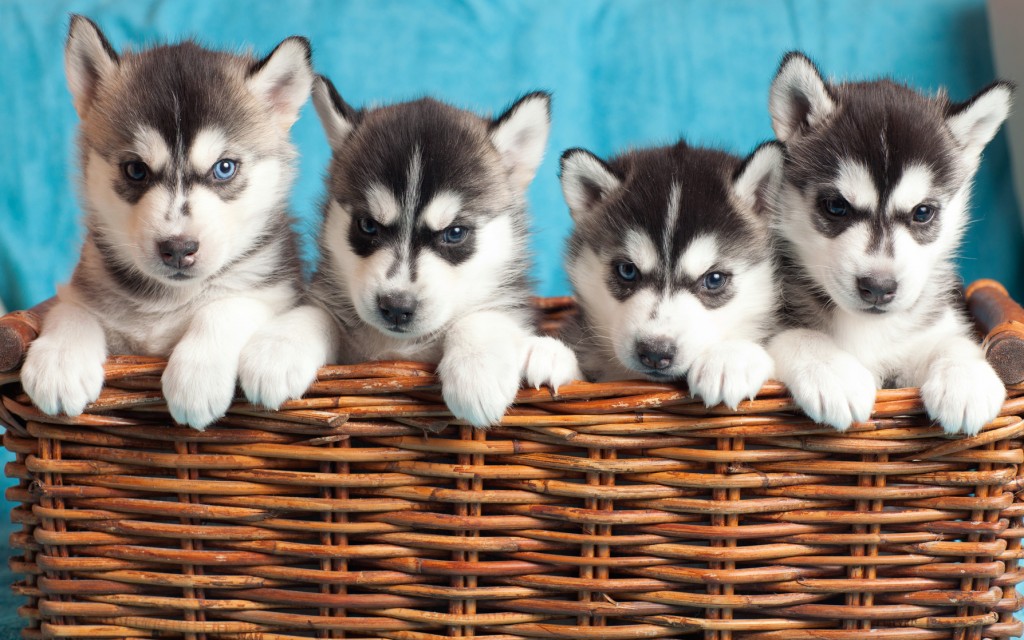 husky hunde