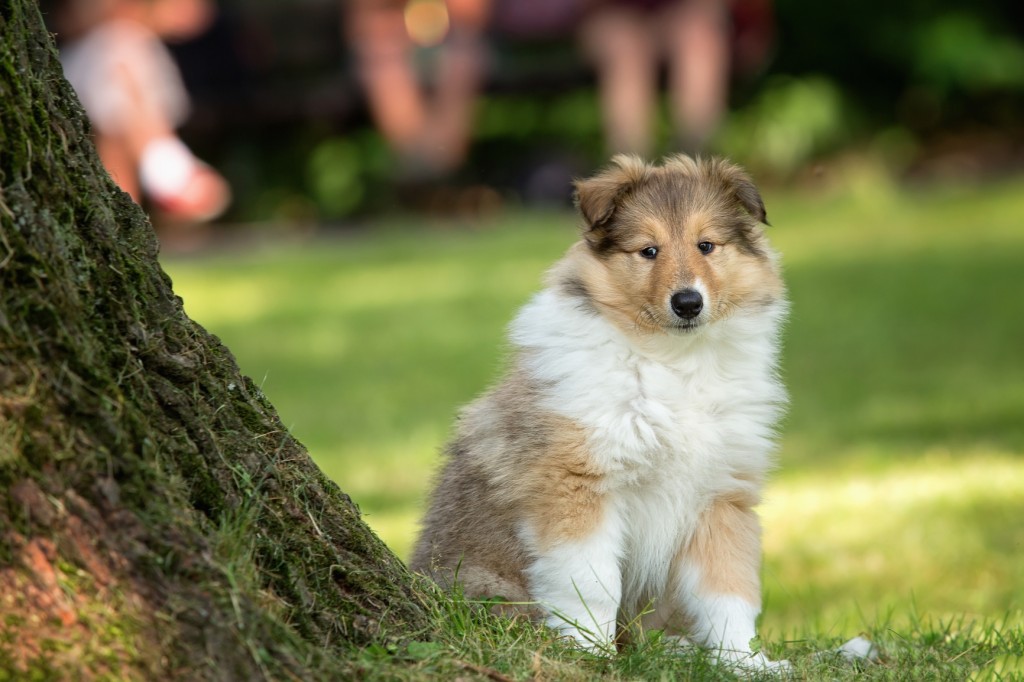 cooler border collie hundenamen