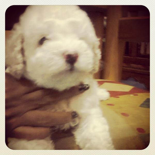 Gastón Hundenamen für Männchen