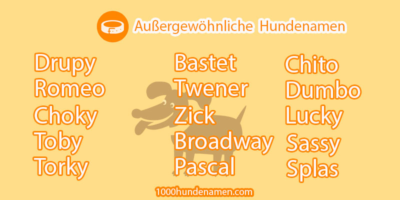 top 10  Außergewöhnliche Hundenamen 