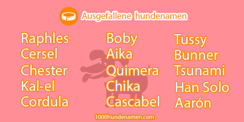 Ausgefallene hundenamen top 10 