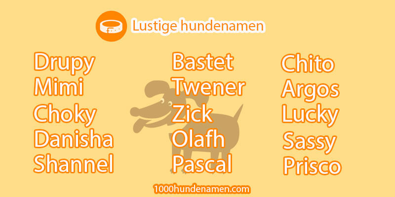 top 10 lustige hundenamen 