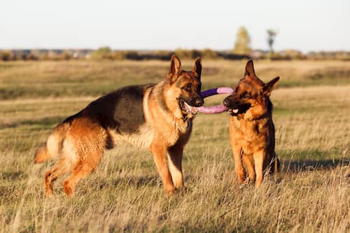 Deutscher Schäferhund männlich