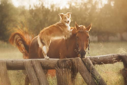 Hund mit einem Pferd