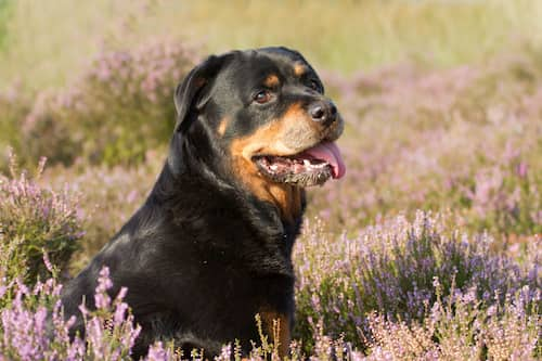 Rottweiler männlich