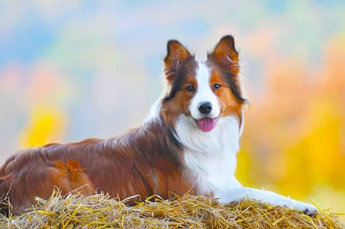 Weibchen des Border-Collie