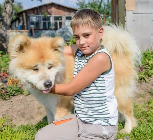 akita inu-japanese