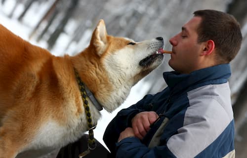 akita inu