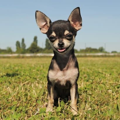 Chihuahua schwarze Farbe