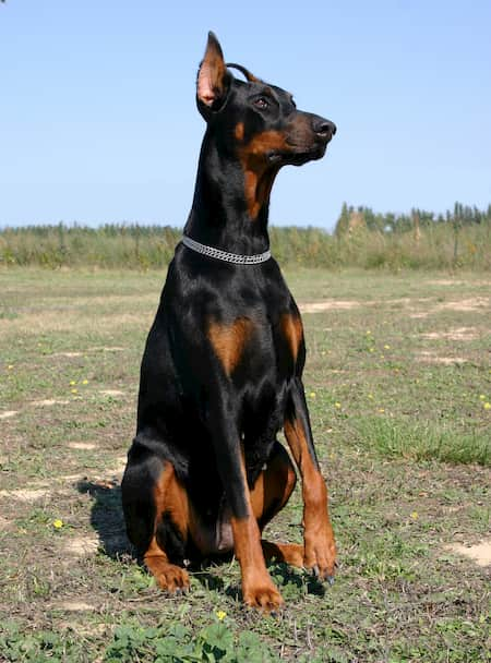 doberman namen mit a