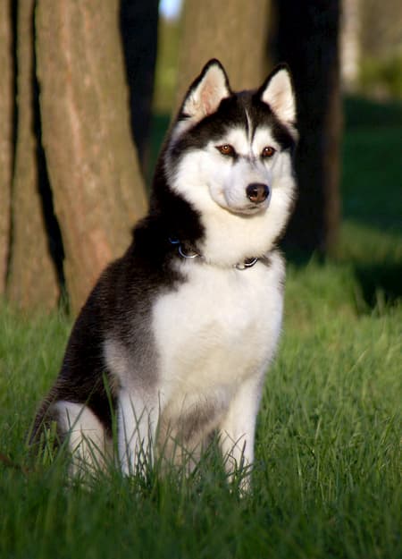 Husky