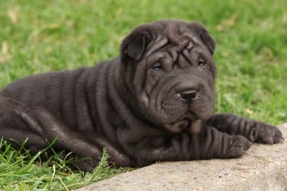 shar pei schwarz