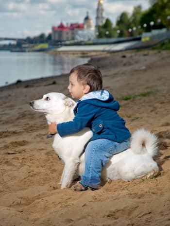 weißer Hund mit einem Kind