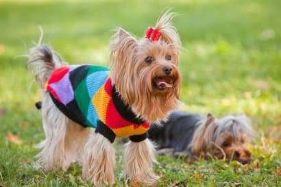 yorkshire terrier