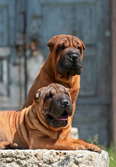 zwei Shar Pei