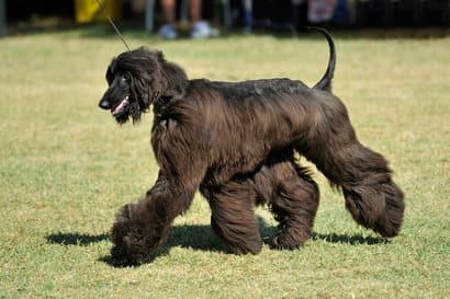 Afghanischer Windhund mit schwarzen Haaren