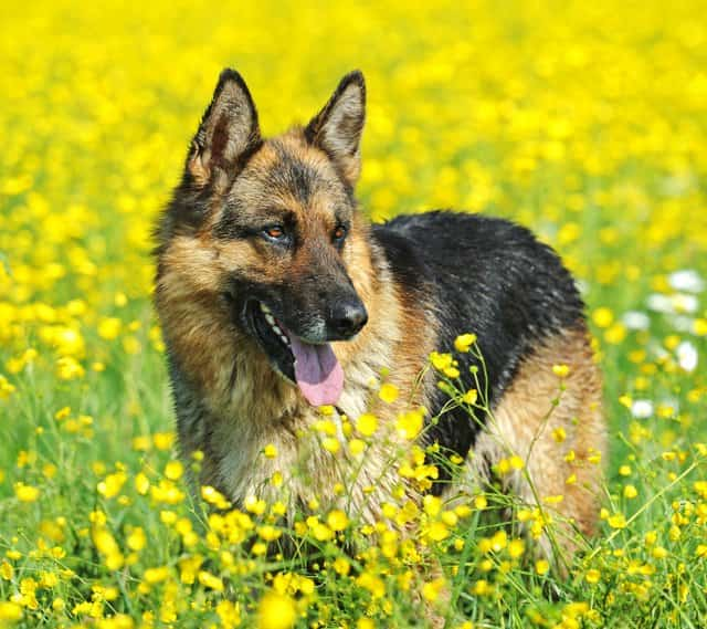 Deutscher Schäferhund mit 3 Jahren