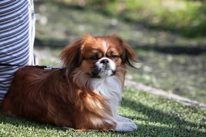 Hund auf dem Rasen liegen