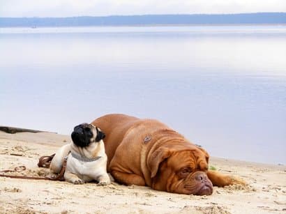 Namen für große Hunde