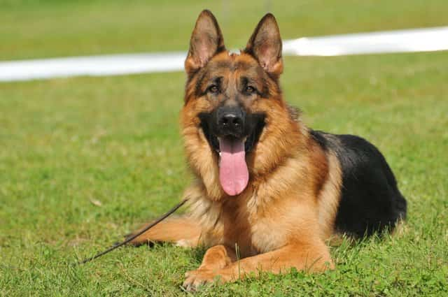 Schäferhund, der auf dem Gras liegt