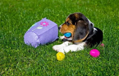 Beagle hunde