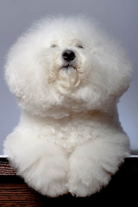 bichon frise hunde