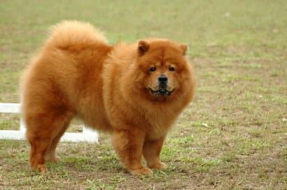 Chow chow 