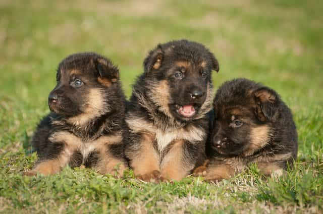 drei Schäferhundwelpen