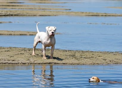 großer weißer Hund