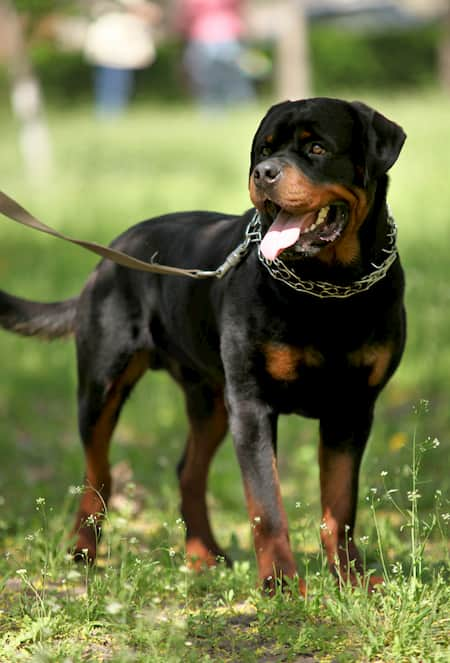 rottweiler namen mit B