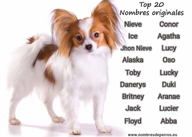 top20 Originelle hundenamen