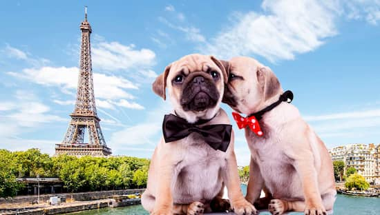 Carlin Hunde in Paris