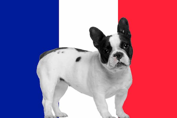 Französische hundenamen  