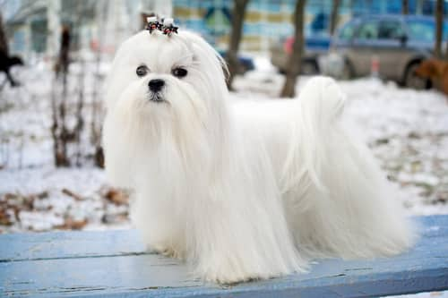 Malteser Bichon mit langen Haaren