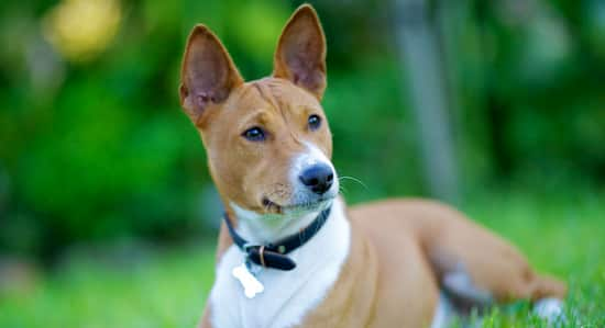 Razza di cane basenji africano