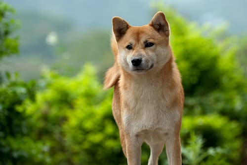 akita inu russisch