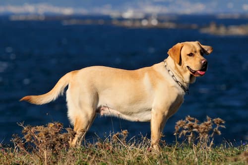 erwachsene weibliche Labrador-Hund 
