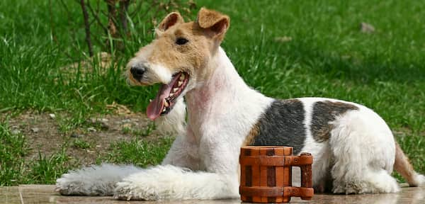 fox terrier