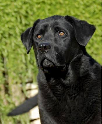 schwarzer Labrador