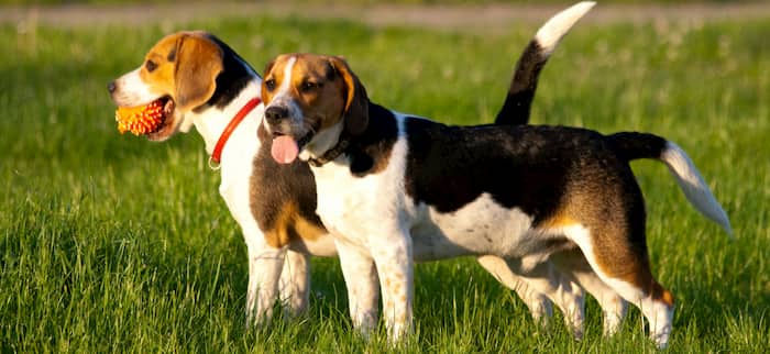 Beagle-Jäger-Hunde