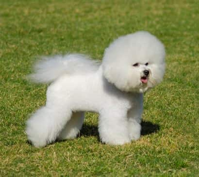 Bichon Frise Weiß