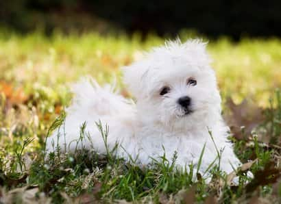 Maltesischer weißer Bichon-Welpe