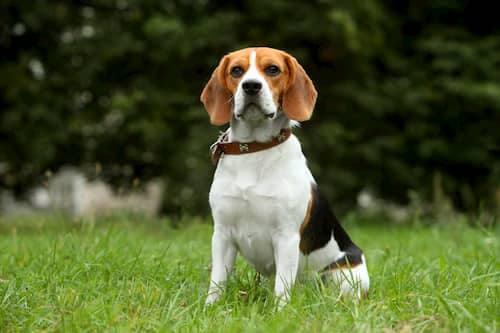 Namen für männliche Beagle-Hunde