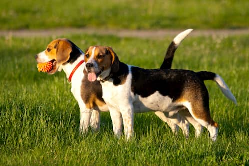 Zwei Beagle-Frauen spielen im Gras