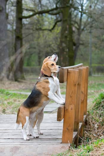 beste Namen für Beagle-Hunde