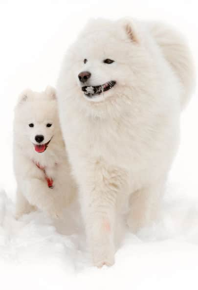 weißer Samoyed mit einem Welpen 